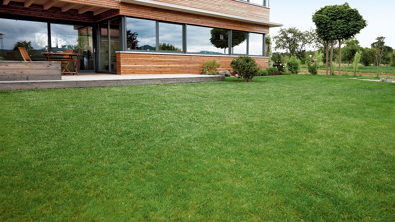Na het verticuteren moet het gazon enkele dagen worden beschermd. Zo heeft het gras de optimale condities om na de impact van het verticuteren bij te komen.