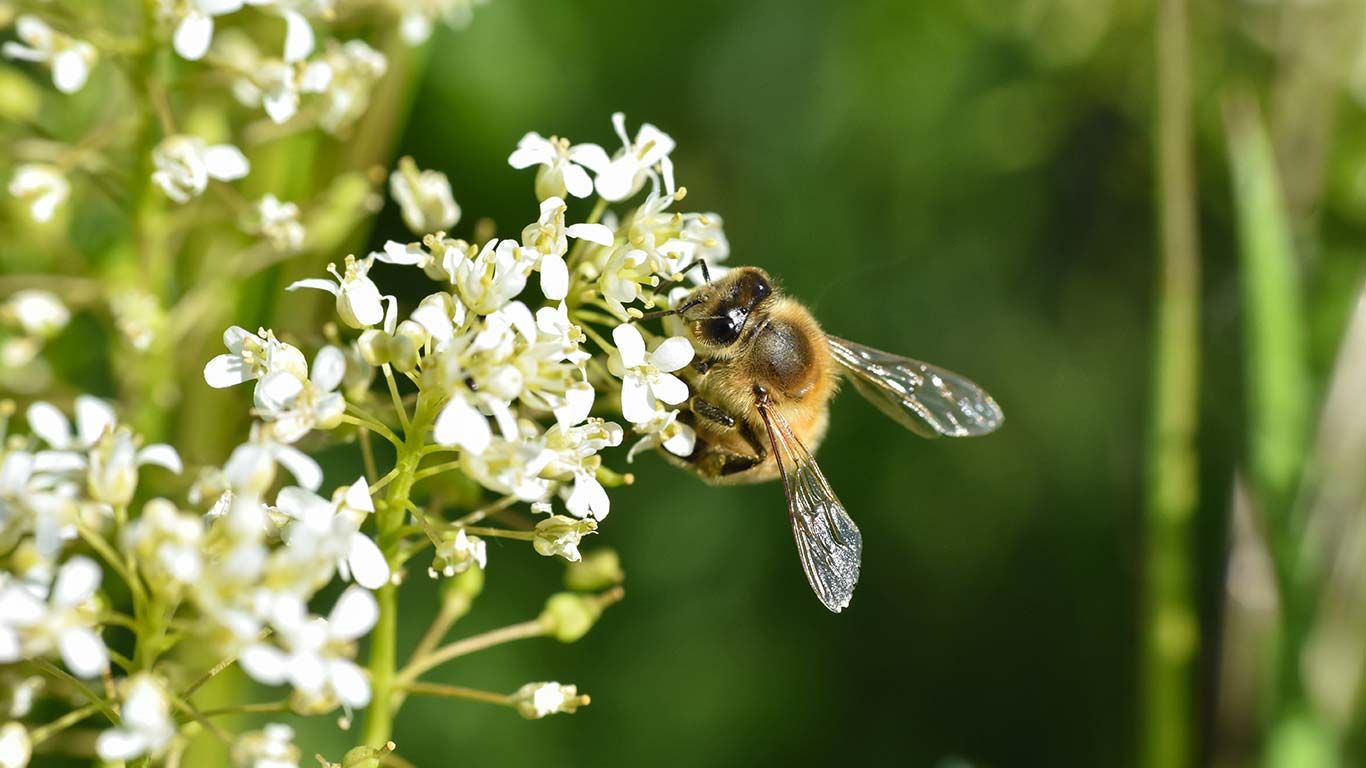 Wat u kunt doen om de bijen te helpen