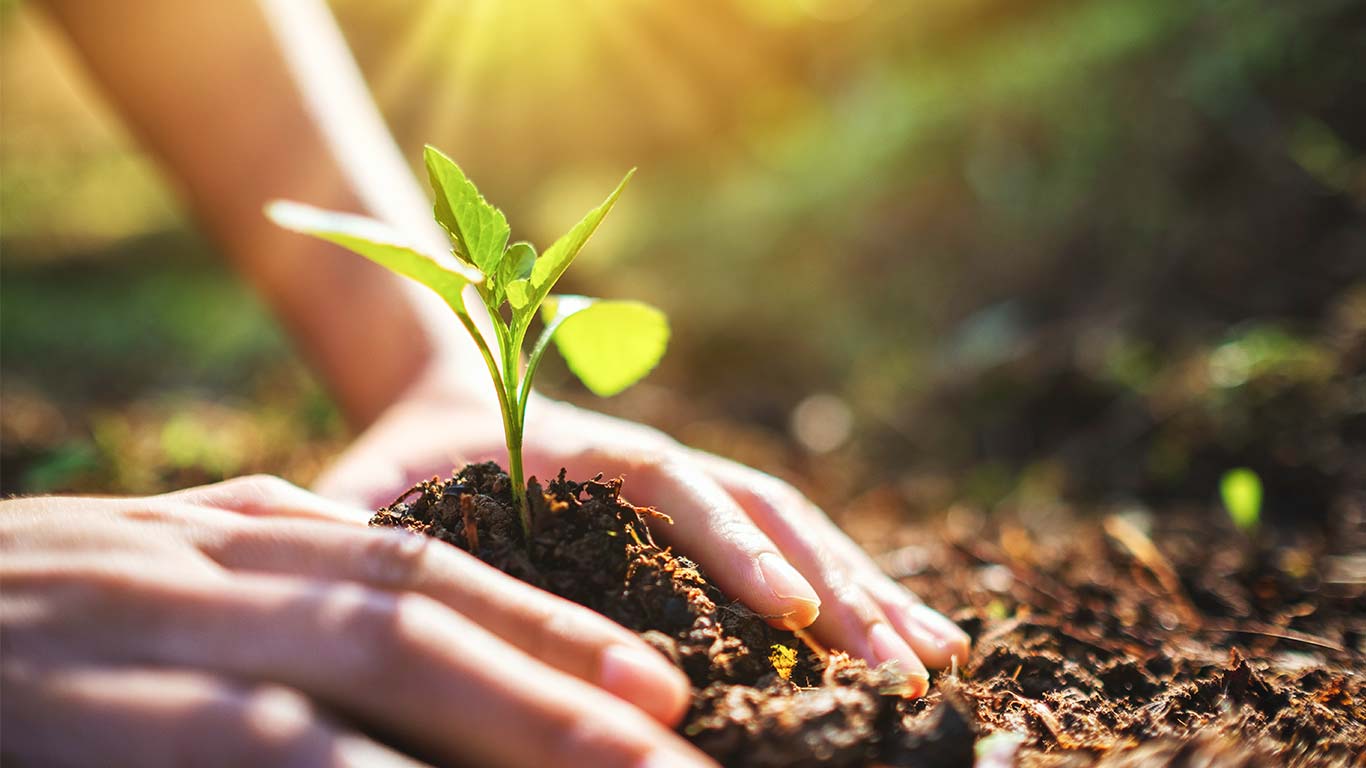 Een levensboom: hoe uit te zoeken en te planten